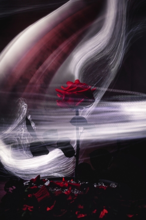 A rose wih character III