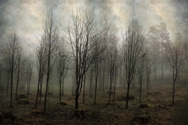 Fog in Sognsvann colour
