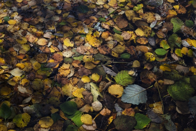 Autumn carpet