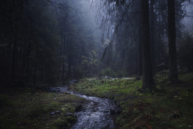 Oslo forest 1