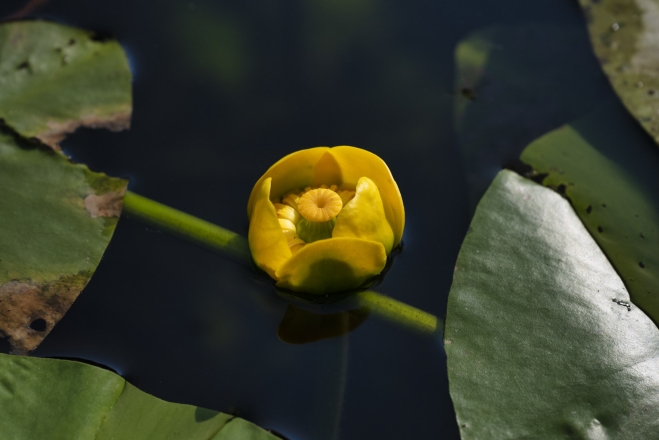 water lily