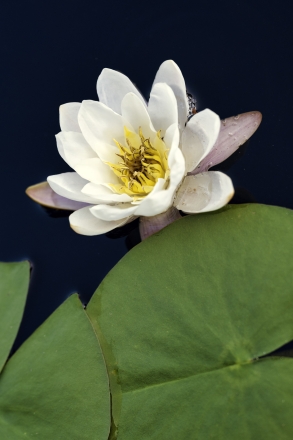 water lily 1