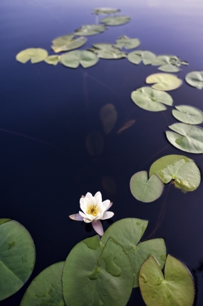 water lily 2