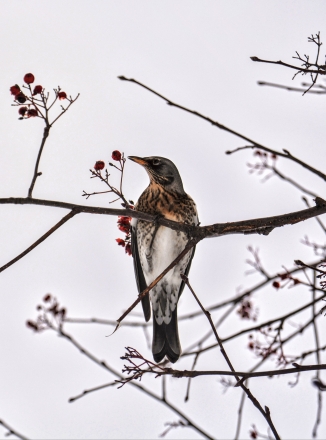 fieldfare