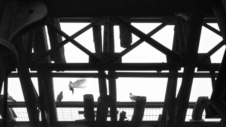 pigeons at galliki skala