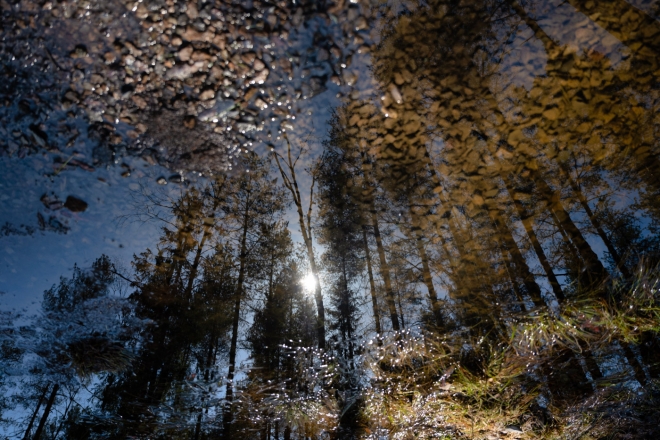 reflexion of forest trees