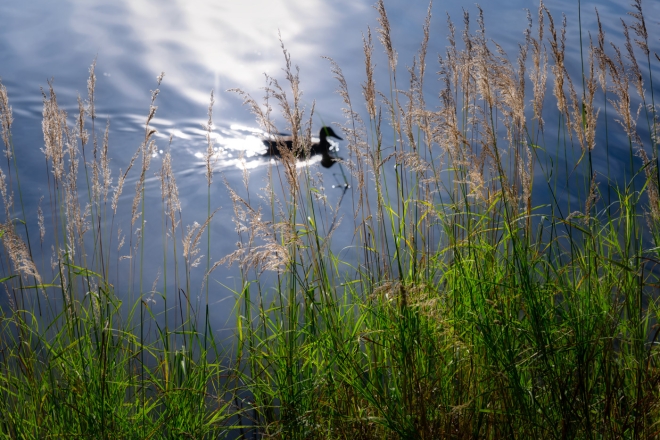 a duck swimming at sognsvann