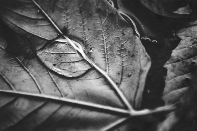 detail of a leaf